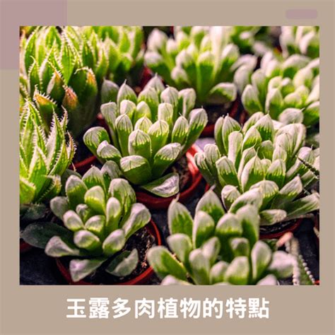 玉露植物|玉露的照顧